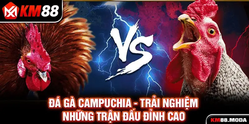 Đá Gà Campuchia - Trải Nghiệm Những Trận Đấu Đỉnh Cao