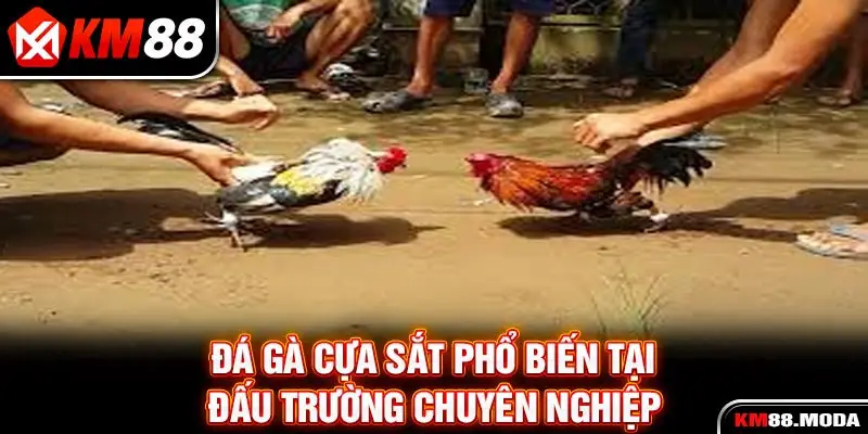 Đá gà cựa sắt phổ biến tại đấu trường chuyên nghiệp