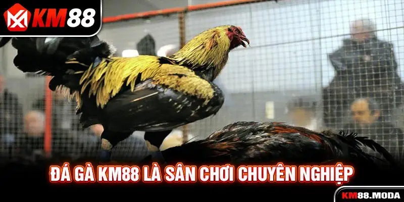 Đá gà KM88 là sân chơi chuyên nghiệp