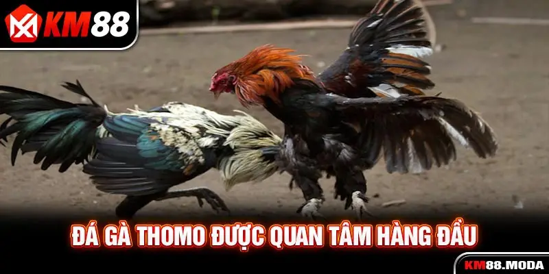 Đá gà Thomo được quan tâm hàng đầu