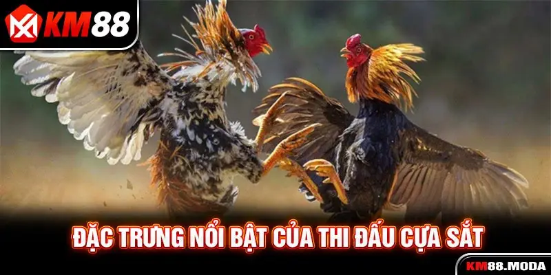 Đặc trưng nổi bật của thi đấu cựa sắt