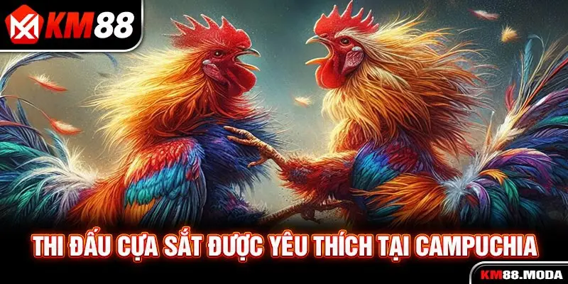 Thi đấu cựa sắt được yêu thích tại Campuchia